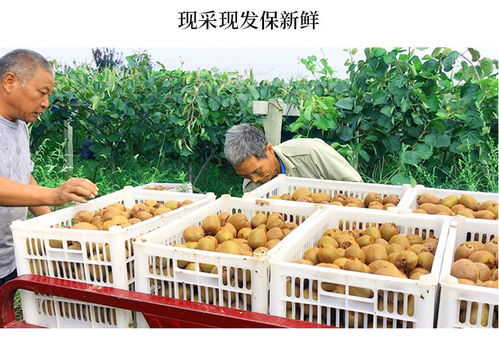 陜西周至綠色心獼猴桃 當季奇異果的新鮮水果批發指南